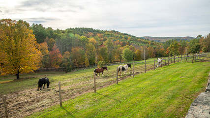 Canvas Print - Gypsy Horses in mountainside pasture with autumn color
