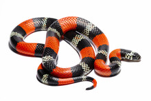 Red Coral Snake