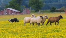 A Border Collie Sheep Dog Herding A Group Of Sheep During A Field Trial In A Field Of Yellow Buttercup Flowers Near Scio Oregon