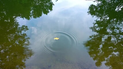 Wall Mural - Reflection of trees in the water. A yellow leaf falling in water, creating ripples spreading