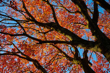 Red And Orange Autumn Leaves Grace The Various Branches And Limbs Of A Tree