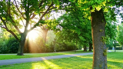 Wall Mural - In the park, sun shines on ground through trees. Panning leftward