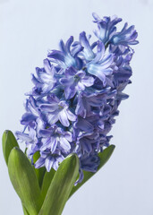 Poster - Blue hyacinth flower isolated white background. The first spring flower is blue hyacinth.