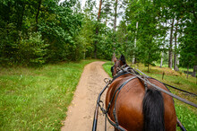 Draft Brown Horse. A Workhorse Pulls A Cart Or Wagon On A Forest Road.