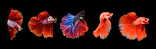 Red Betta Fish, A Collection Of Fish Swimming In Various Poses. Ornamental Fish Betta In The Water