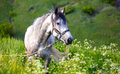 Poster - Horse portrait in summer pasture.