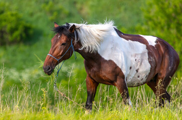 Sticker - Horse portrait in summer pasture.