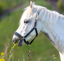 Sticker - Horse portrait in summer pasture.