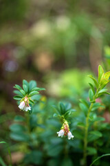 Wall Mural - cranberry flower in the garden