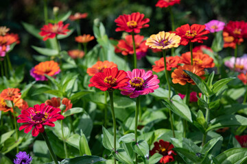 Sticker - beautiful colorful zinnias in the summer garden