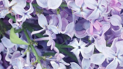 Wall Mural - small lilac flowers close-up, slow motion, natural natural spring background. Easter concept