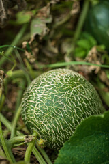 Canvas Print - organic melon in the garden