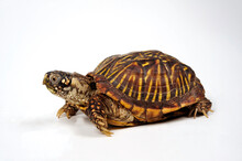 Schmuck-Dosenschildkröte // Western Box Turtle, Ornate Box Turtle (Terrapene Ornata)
