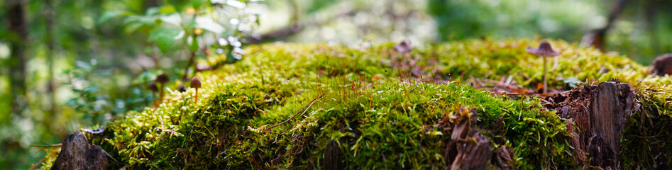 Wall Mural - Green moss on a stump on a blurred forest background. Wildlife background with copy space for design. Ecology, natural cosmetics concept. Web banner. Website header.