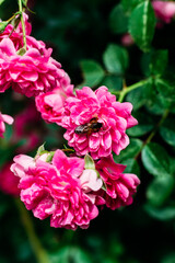 Wall Mural - Pink rose flowers close up. Climbing rose