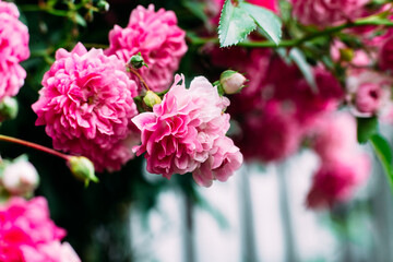 Wall Mural - Pink rose flowers close up. Climbing rose