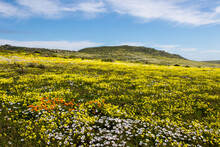 Beautiful Field Of Yellow Wild Flowers West Coast, Postberg