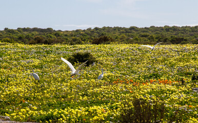 Wall Mural - Egrets in a field of wild flowers at Postberg