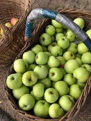 Poster - green apples in basket