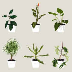 Wall Mural - Room plant set isolated on light background. Realistic exotic tropical plants.