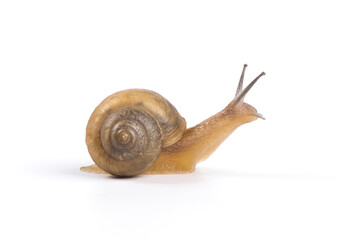 Wall Mural - a snail isolated on white background