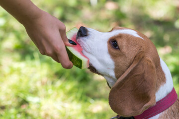 Wall Mural - Portrait of cute beagle dog eating watermelon on a green meadow