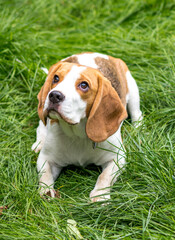 Wall Mural - Portrait of  cute beagle dog on a green meadow