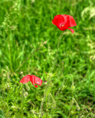 Wall Mural - Coquelicots vigoureux à Nancray, Doubs, France