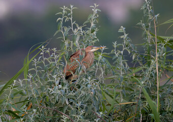 The purple heron (Ardea purpurea) is shot in the early morning sitting in the dense branches of a tree in the rays of soft light