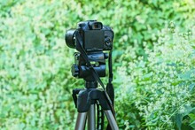 One Black Camera Stands On A Tripod On The Street Against A Background Of Green Vegetation And White Flowers