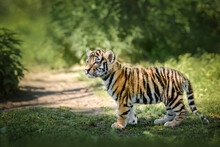 Beautiful Young Bengal Tiger Cub Standing Curious In Nature