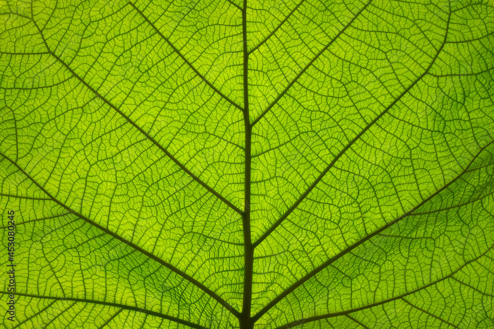 Extreme close up texture of green leaf veins Stock Photo | Adobe Stock