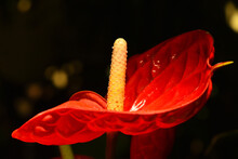 Close Up One Red Anthurium Flower