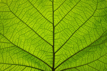 extreme close up texture of green leaf veins