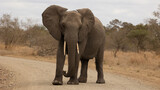 Fototapeta  - African elephant cow in the road