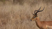 Portrait Of An Impala Ram