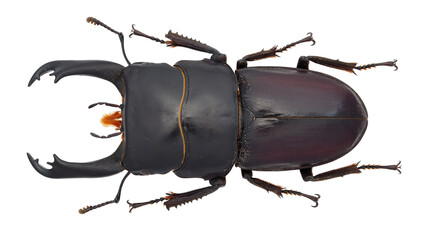 Wall Mural - Lucanidae,stag beetle, Dorcus cervulus