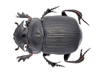 Synapsis yunnanus Arrow, 1933, Scarabaeinae, dung beetle