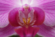 pinke Orchideenblüte - Close up