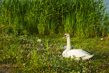 White Swan On The Grass
