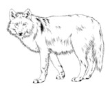 Fototapeta Konie - a large snarling wolf werewolf drawn in ink by hand
