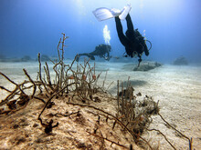 Divers Discovering To Under Sea, Antalya Kaş