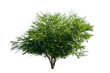 Wall Mural - green tree isolated on white background with clipping path.