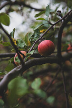 Red Apple On Apple Tree