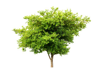 Wall Mural - tree with clipping path isolated on white background.