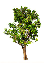 Wall Mural - tree isolated on white background.
