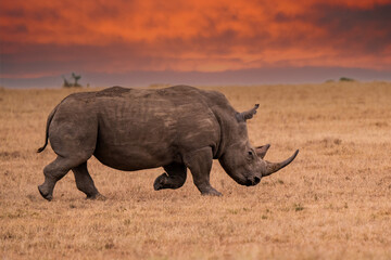 white rhinoceros ceratotherium simum square-lipped rhinoceros at khama rhino sanctuary kenya africa.
