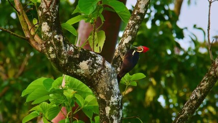 Wall Mural - lineated woodpecker - dryocopus lineatus very large woodpecker, black bird with red head peck to the