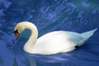 beautiful white swan bowed its head in the bright blue water. Wild nature. Lonely swan. High quality photo