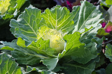 Close-up Plant Of A Decorative Cabbage With Green Leaves In Sunlight 
